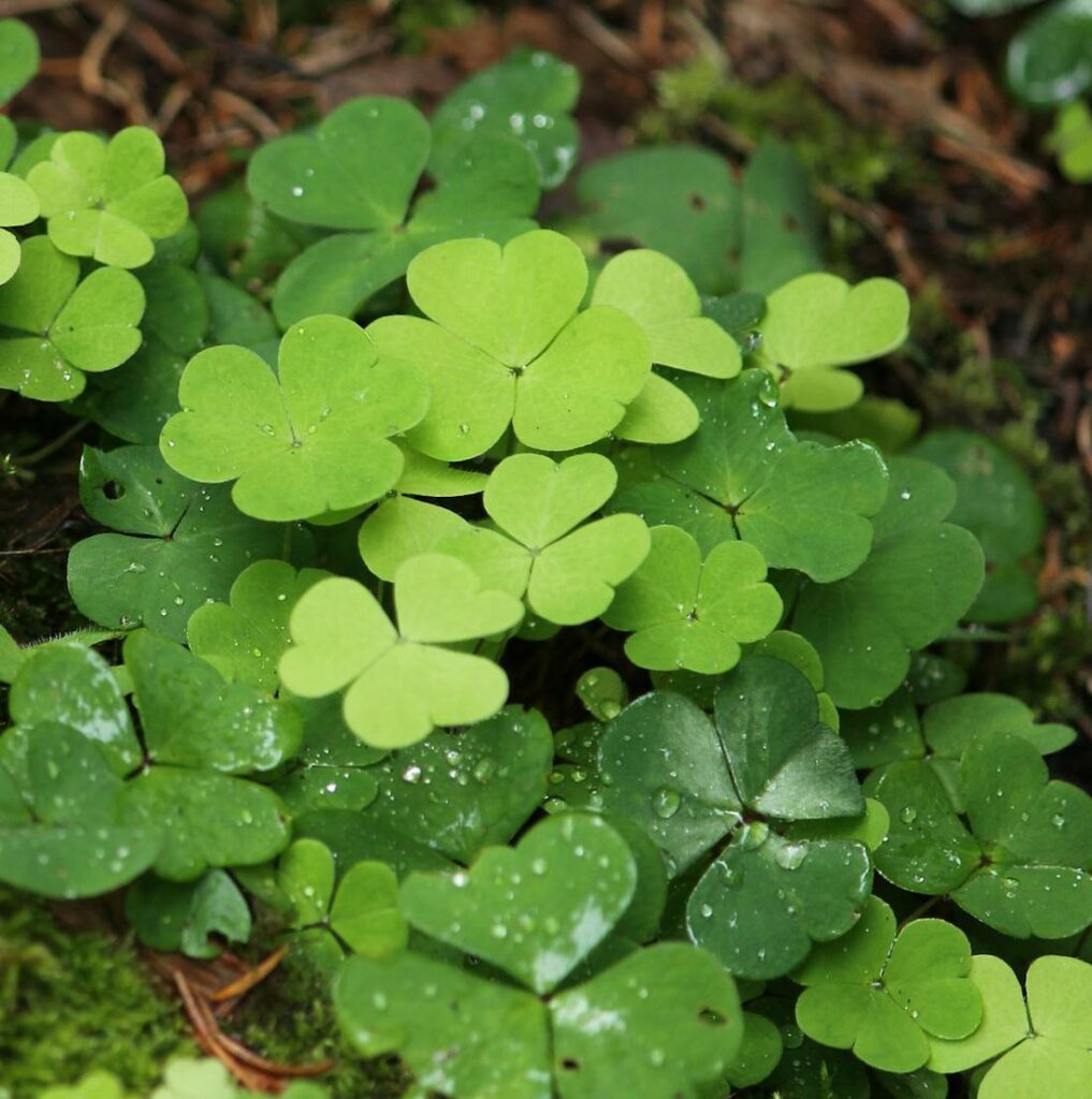 Oxalis oxalates